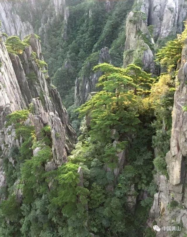优雅的精灵